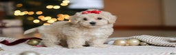 Maltipoo dogs for sale: Camila - Ad 2