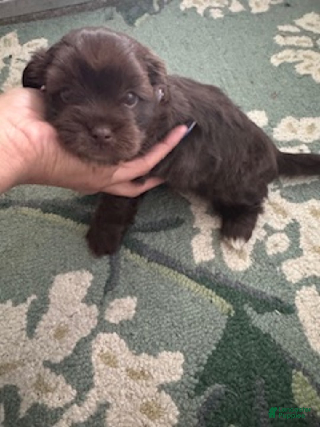 Mixed Breed dogs for sale: Mixed Breed Puppy 1 - Ad 1