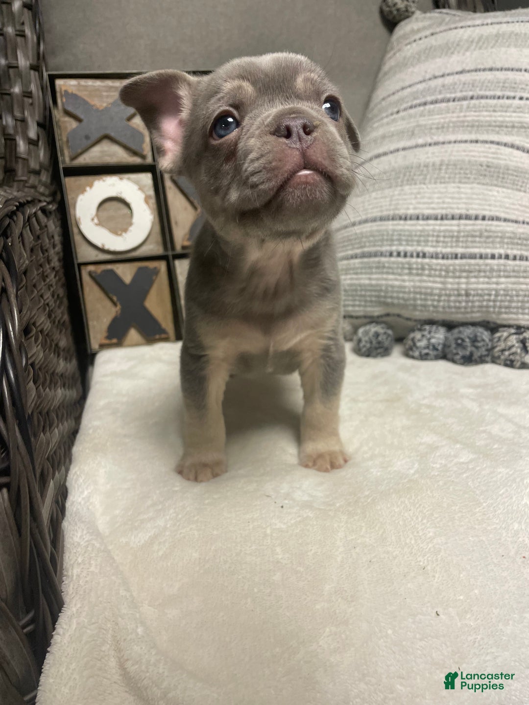 French Bulldog dogs for sale: French Bulldog Puppy 1 - Ad 6