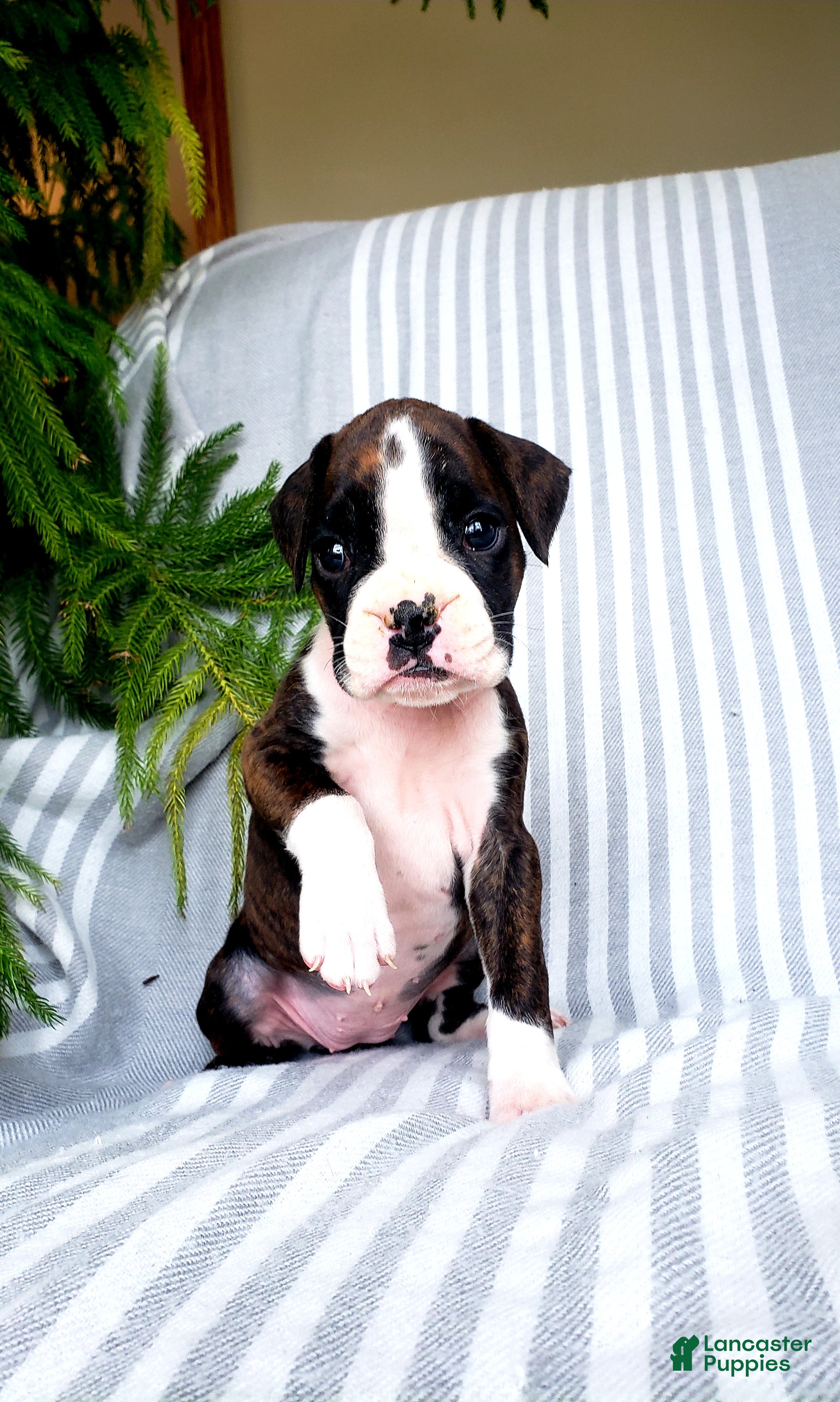 Boxer dogs Linzie - Ad 1