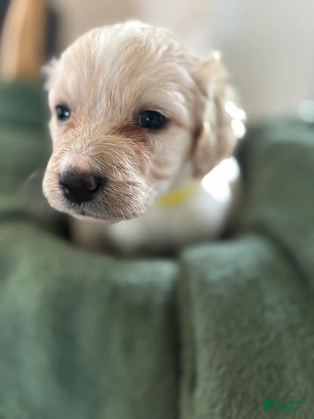 Mixed Breed dogs for sale: Yellow Collar - Ad 1