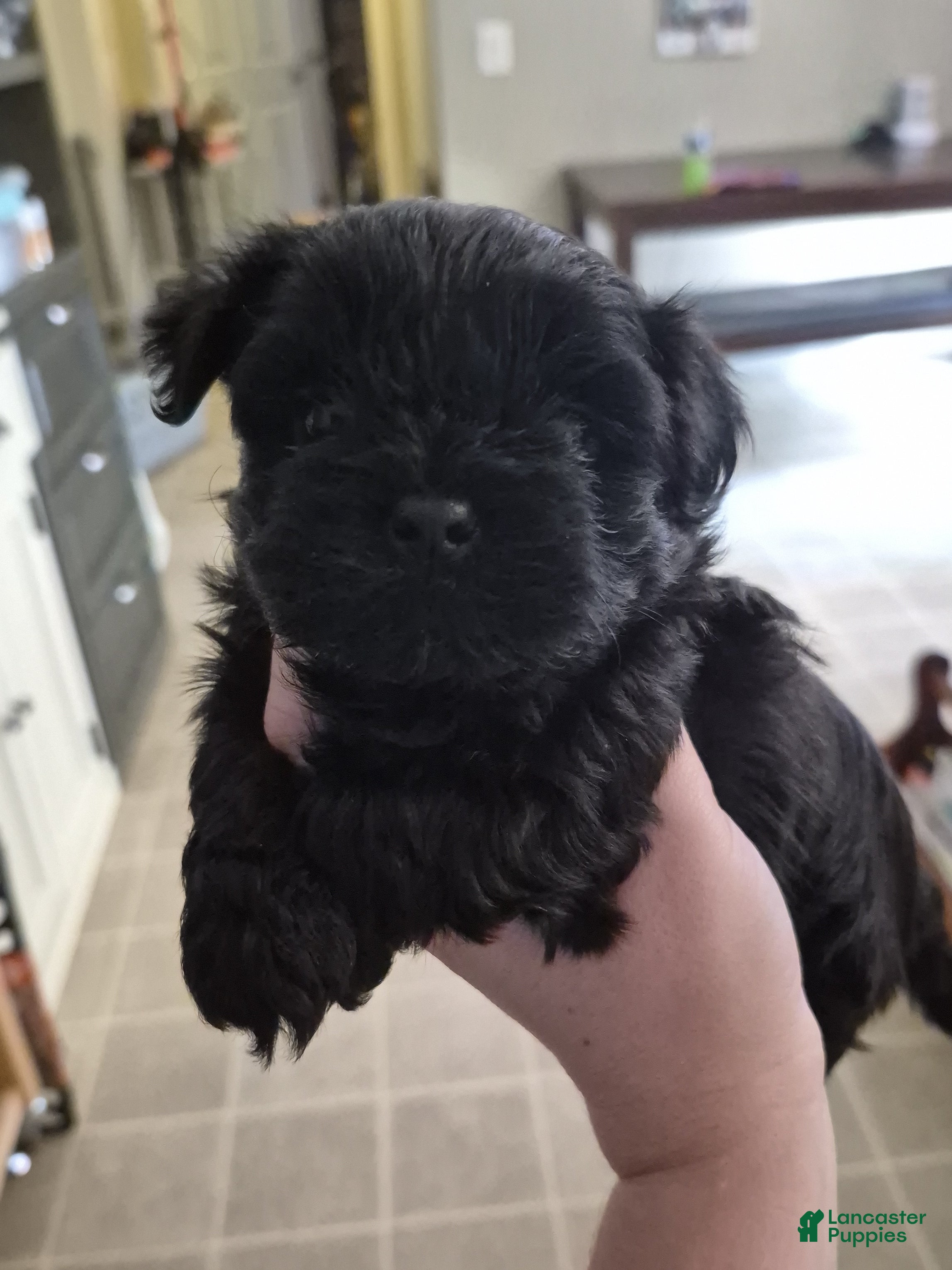 Shih Tzu dogs Shih Tzu 2 - Ad 12