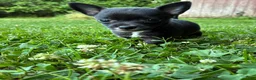 Chihuahua dogs for sale: Poppy  - Ad 5