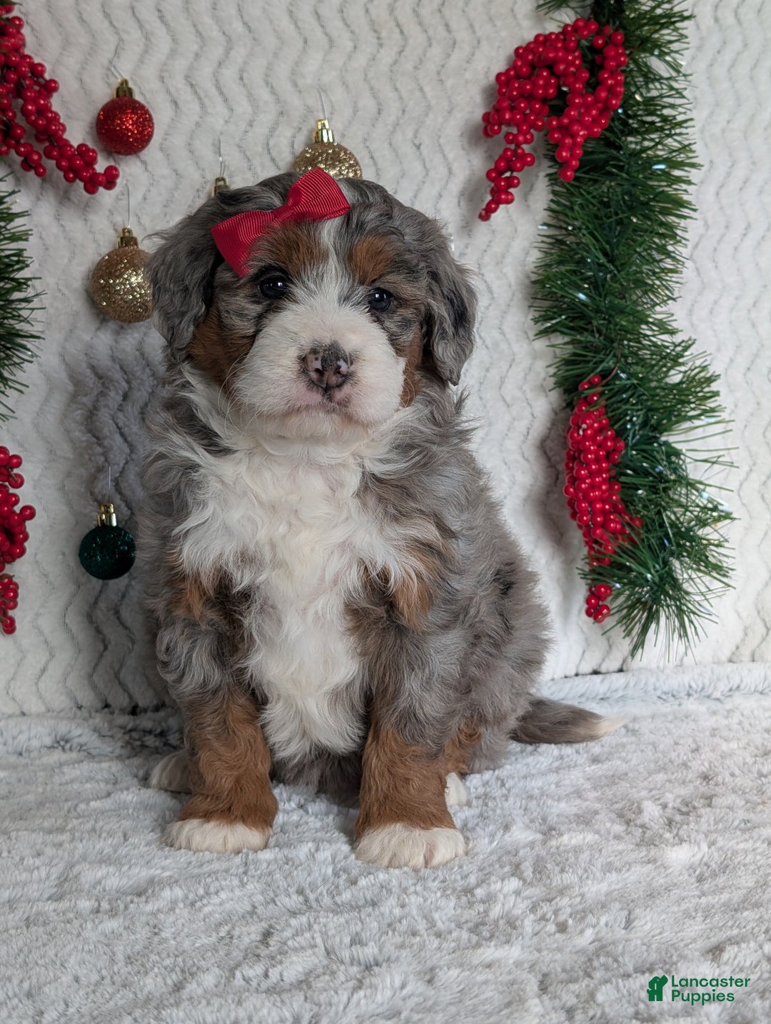 Mini Bernedoodle dogs for sale: Mini Opal  - Ad 8