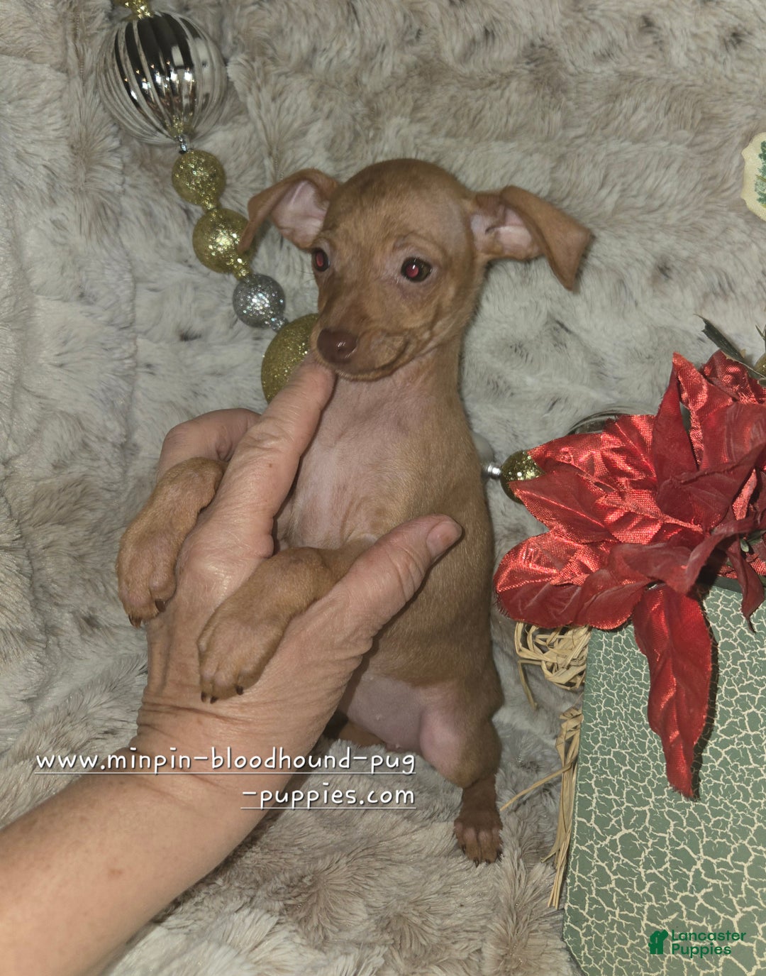 Miniature Pinscher dogs for sale: Diane stag chocolate brindle  - Ad 7