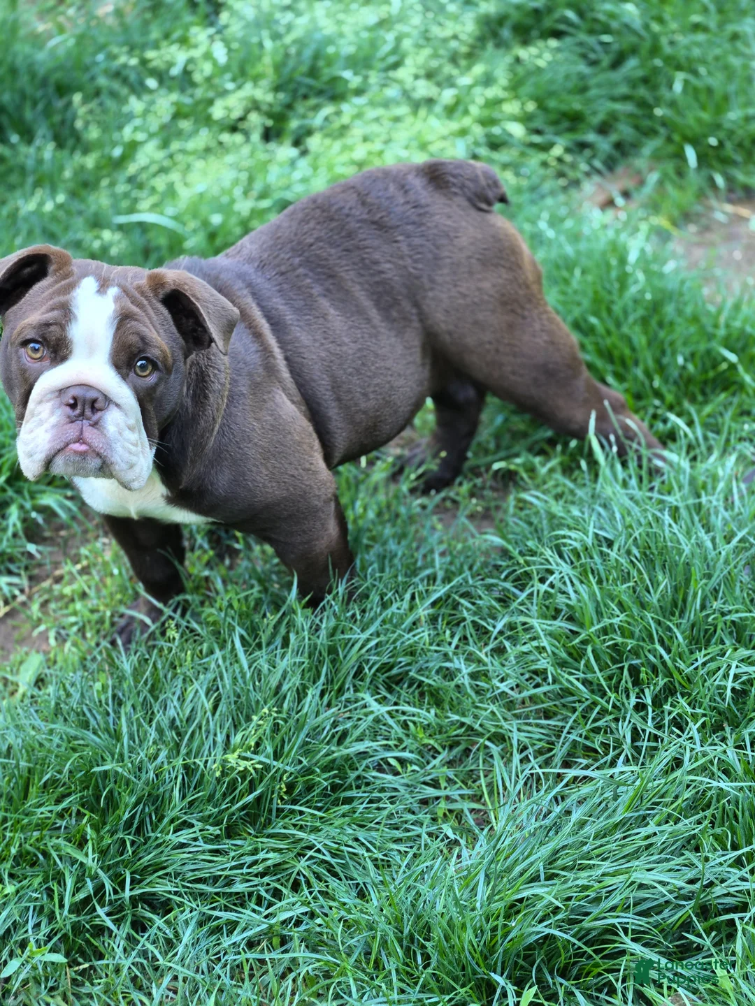 English Bulldog dogs for sale: Molly English Bulldog Puppy 1 - Ad 3