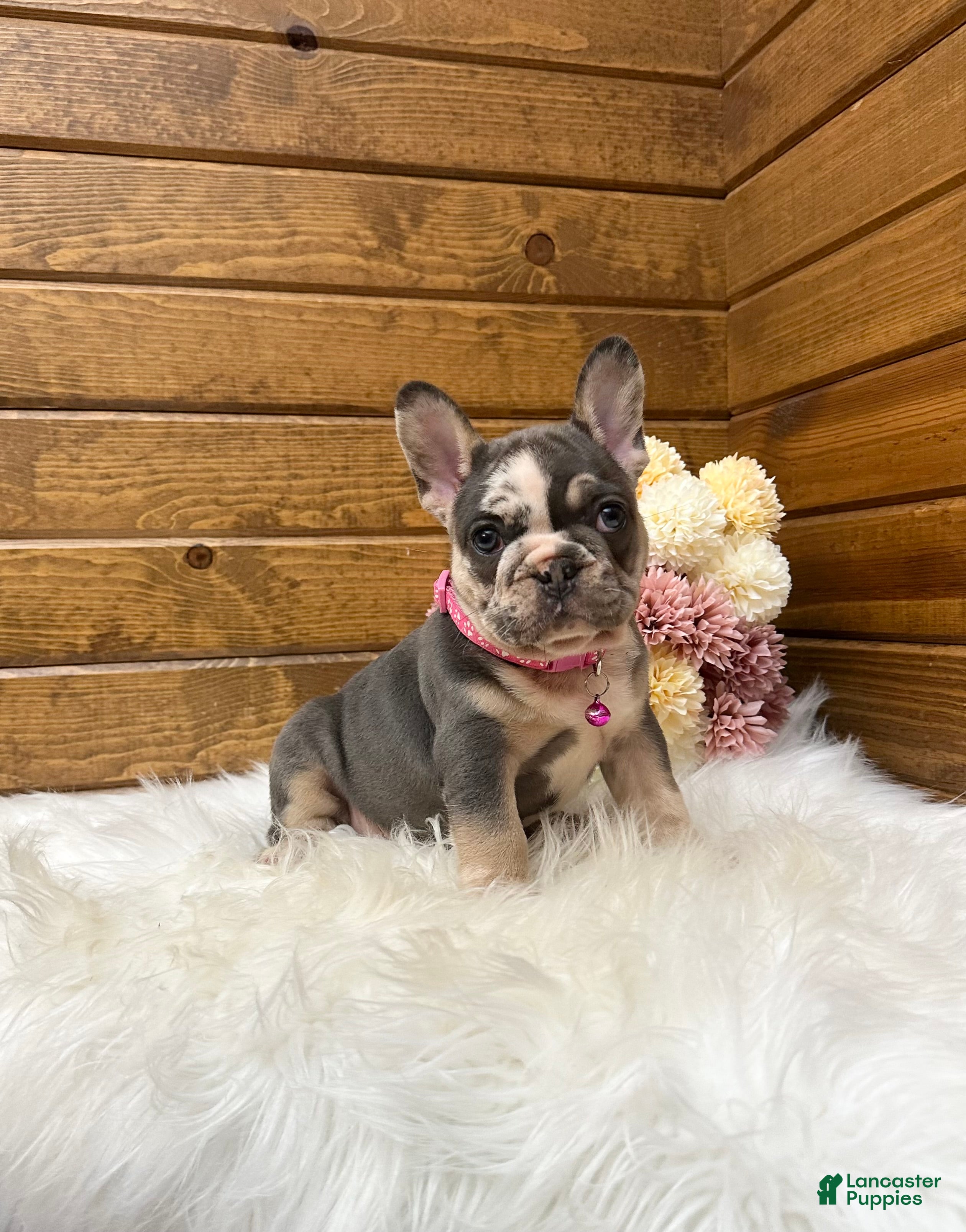 French Bulldog dogs Lexi - Ad 1