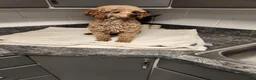 Mini Goldendoodle dogs for sale: Billy - Ad 6