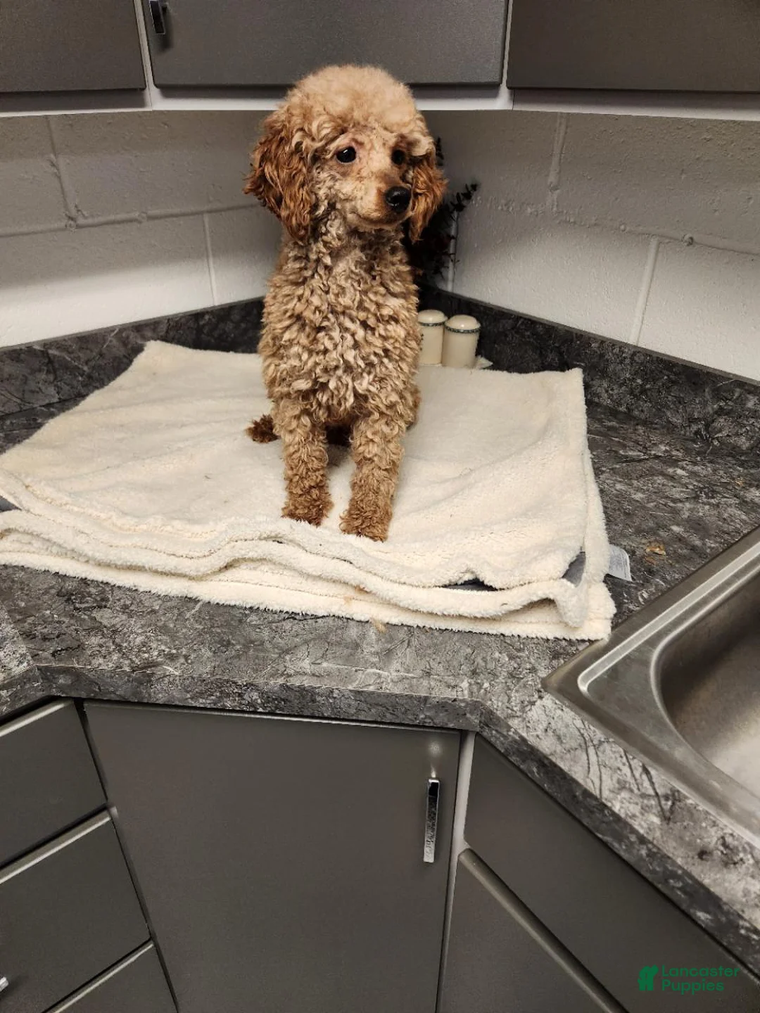 Mini Goldendoodle dogs for sale: Billy - Ad 6