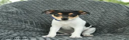 Smooth Fox Terrier dogs for sale: Dusty  - Ad 1