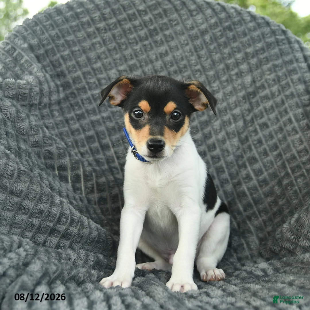 Smooth Fox Terrier dogs for sale: Dusty  - Ad 1