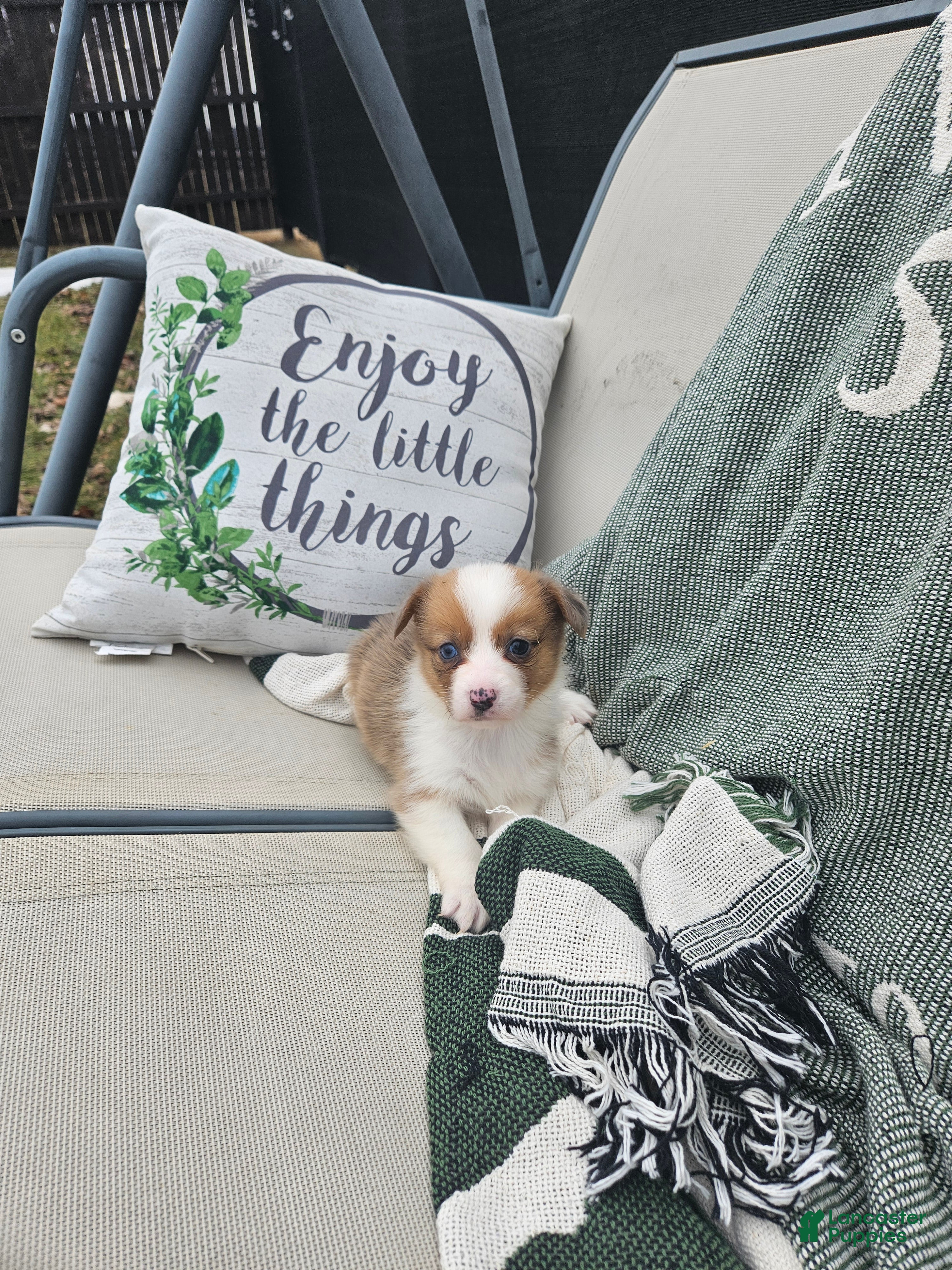 Mixed Breed dogs Remi - Ad 22