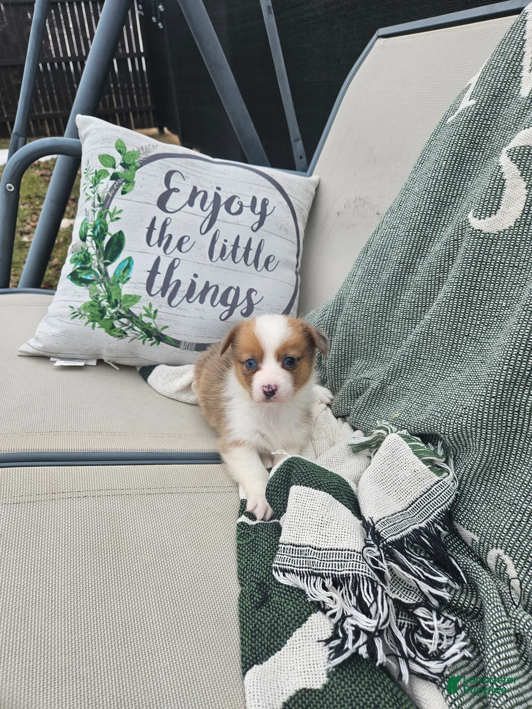 Mixed Breed dogs for sale: Remi - Ad 1