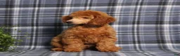 Miniature Poodle dogs for sale: Carlos - Ad 4