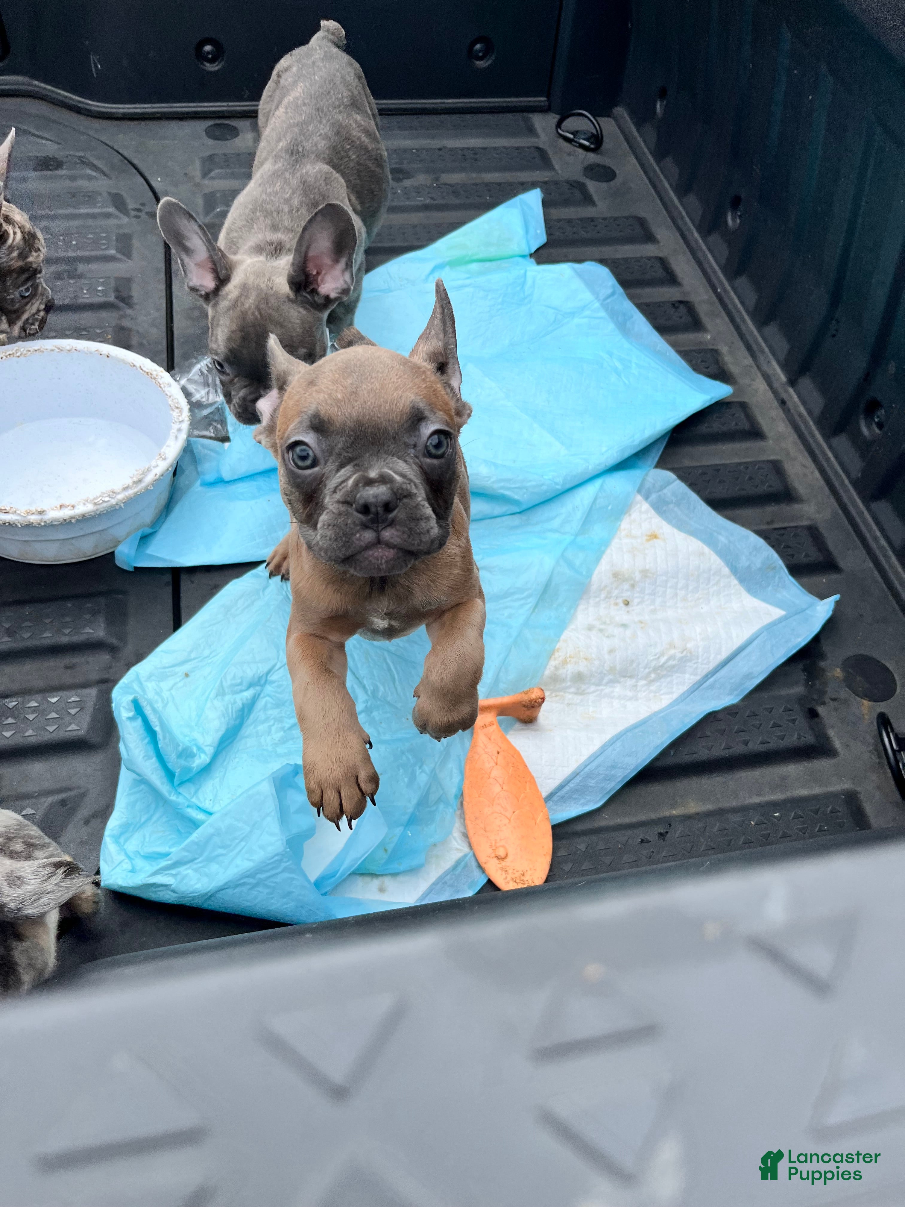 French Bulldog dogs for sale: French Bulldog Puppy 7 - Ad 2