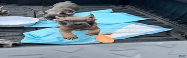 French Bulldog Puppy 7