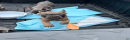 French Bulldog dogs for sale: French Bulldog Puppy 7 - Ad 1