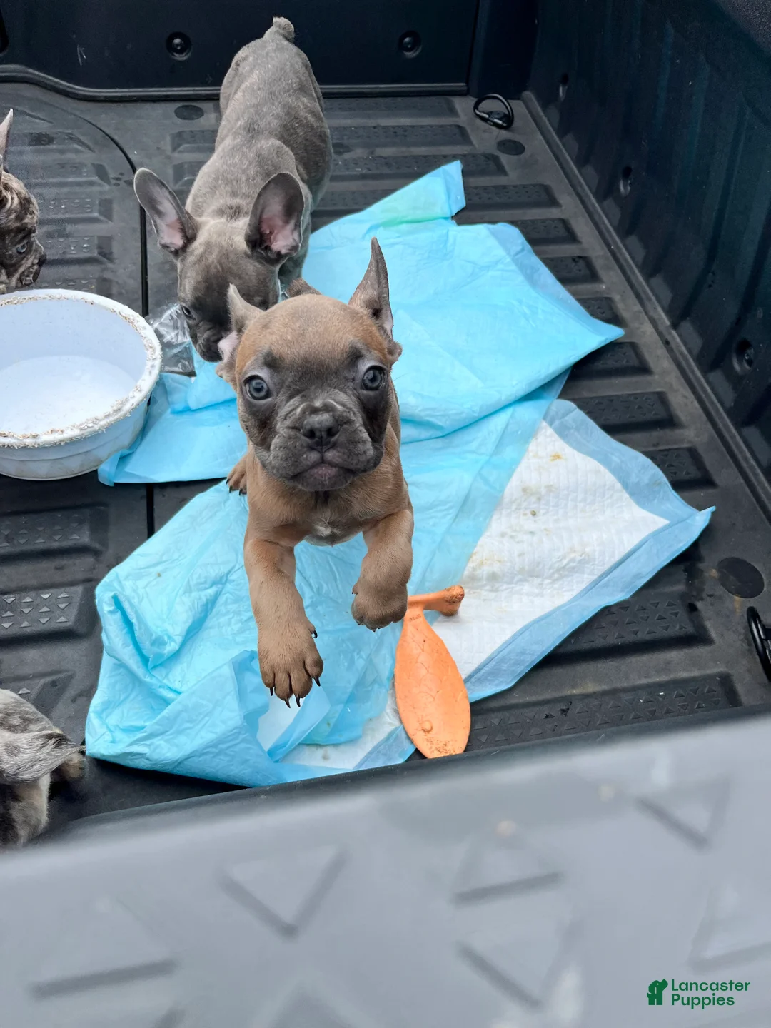 French Bulldog dogs for sale: French Bulldog Puppy 7 - Ad 1