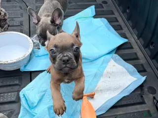 French Bulldog dogs for sale: French Bulldog Puppy 7 - Ad 2