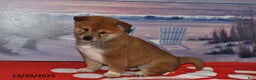 Shiba Inu dogs for sale: Skipper - Ad 4
