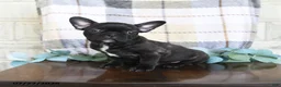 Frenchton dogs for sale: Jackson - Ad 3