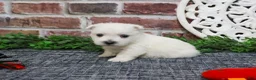 West Highland Terrier dogs for sale: Oliver  - Ad 2