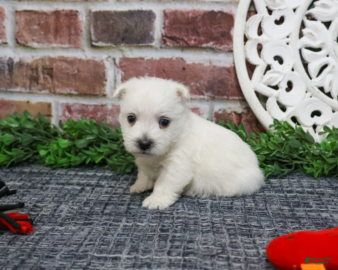 West Highland Terrier dogs for sale: Oliver  - Ad 2