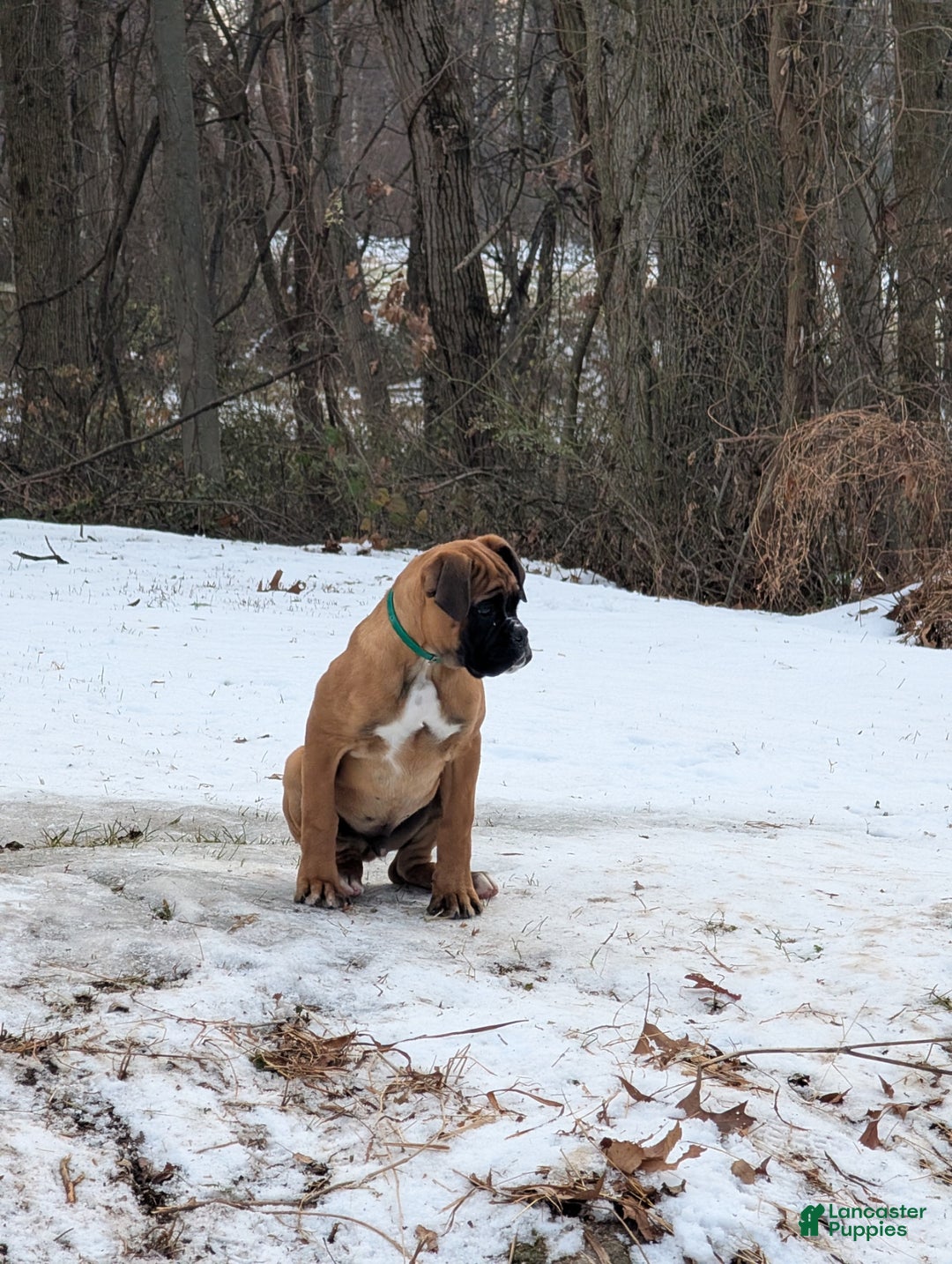 Boxer dogs for sale: Green Collar – Forest - Ad 2