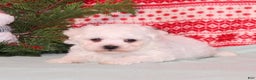 Bichon Frise dogs for sale: Winter - Ad 4
