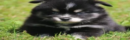 Pomsky dogs for sale: Deana - Ad 3