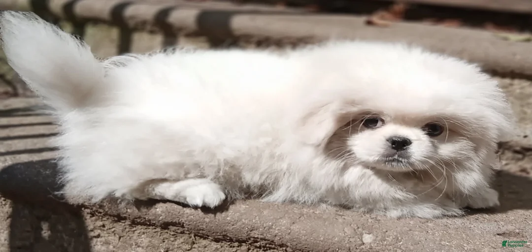 Gallery Image {{count}}