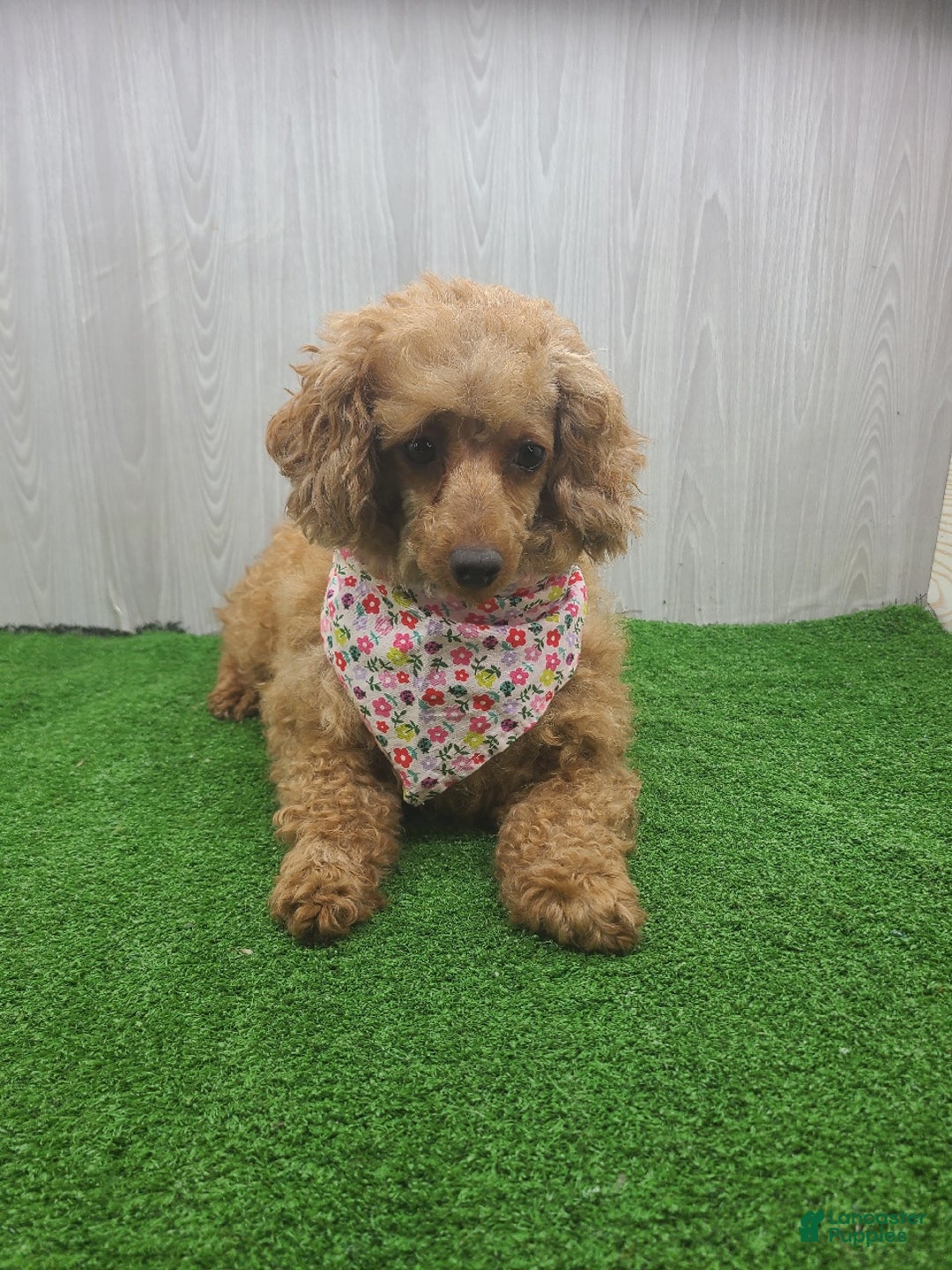 Miniature Poodle dogs for sale: Tigger - Ad 10