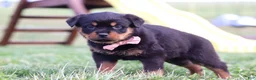 Rottweiler dogs for sale: Rita - Ad 7
