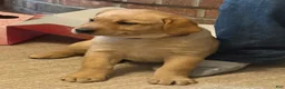 Labrador Retriever dogs for sale: Betty  - Ad 8