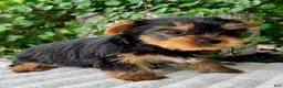 Yorkshire Terrier dogs for sale: Aspen - Ad 3