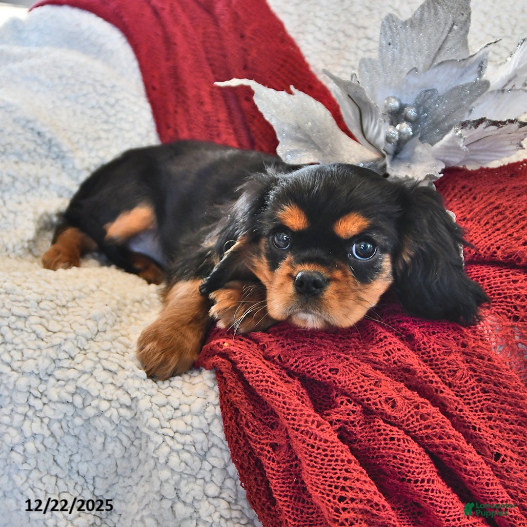 Cavalier King Charles Spaniel dogs for sale: Audrey- (chocolate carrier) - Ad 5