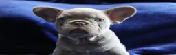 French Bulldog dogs for sale: Orange_M_2026 - Ad 1