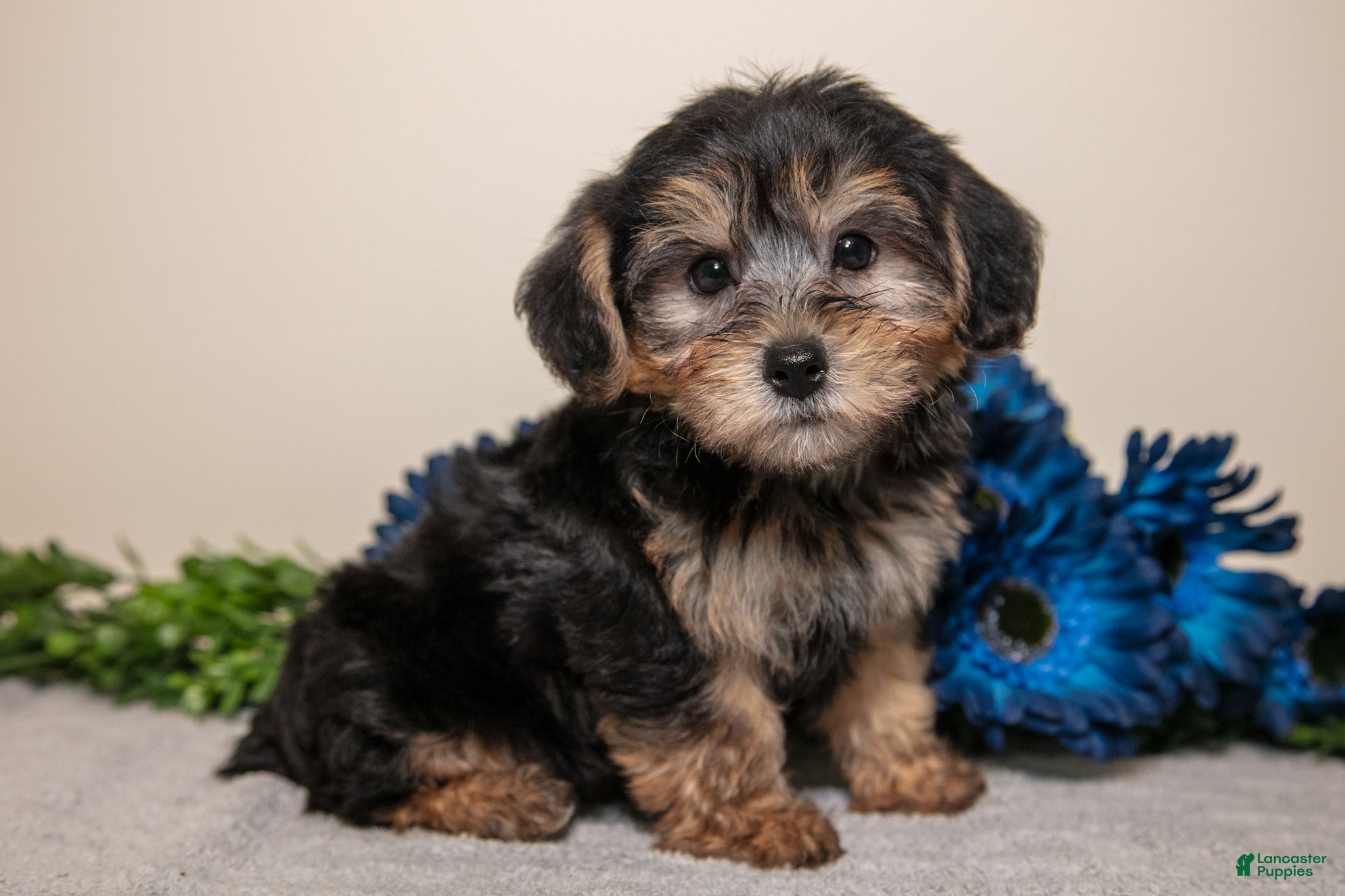 Yorkiepoo dogs Jett - Ad 1