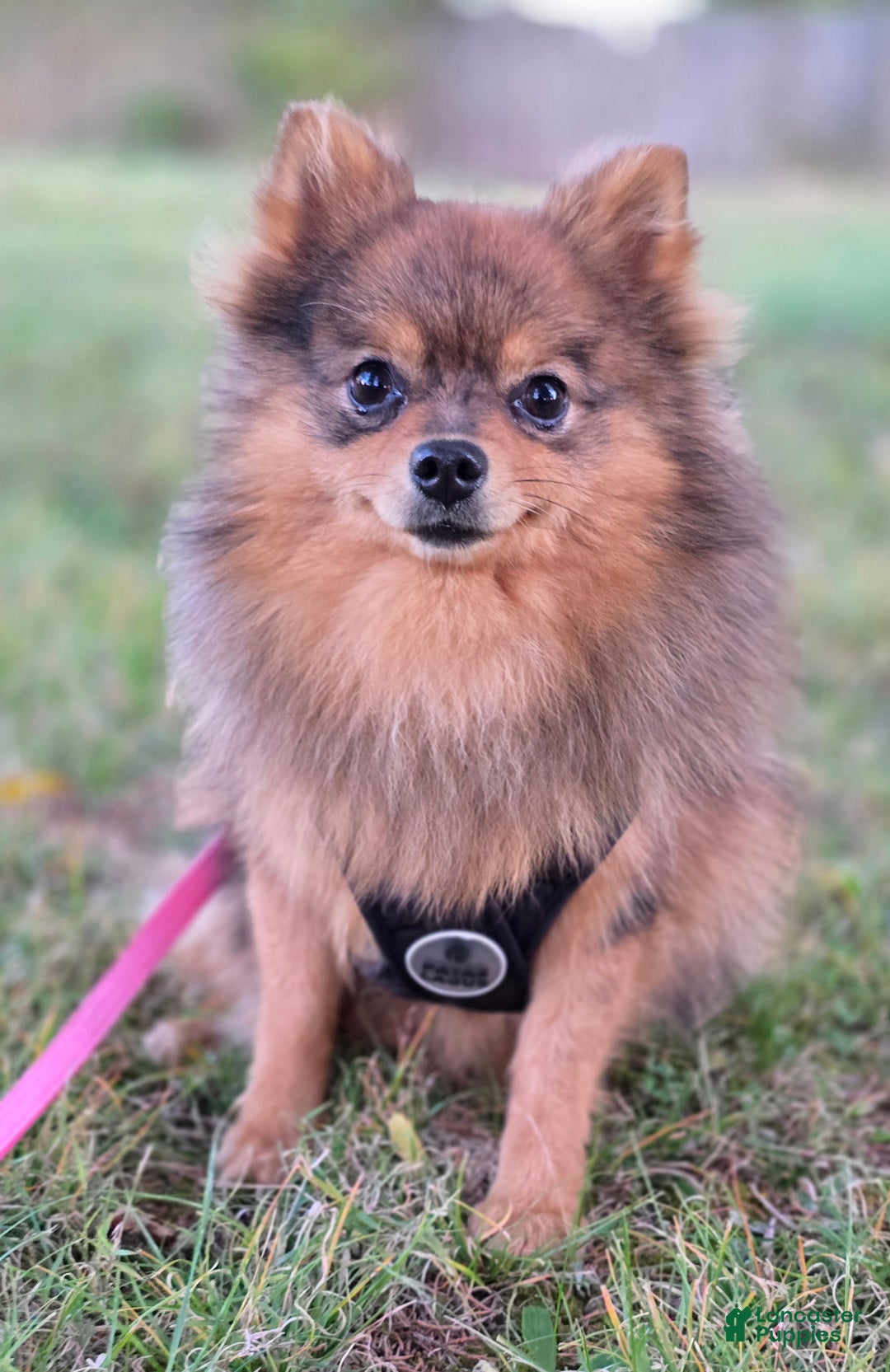 Pomeranian dogs for sale: Kora - Ad 11