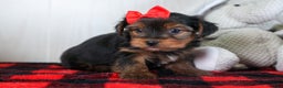 Yorkshire Terrier dogs for sale: CODY - Ad 13