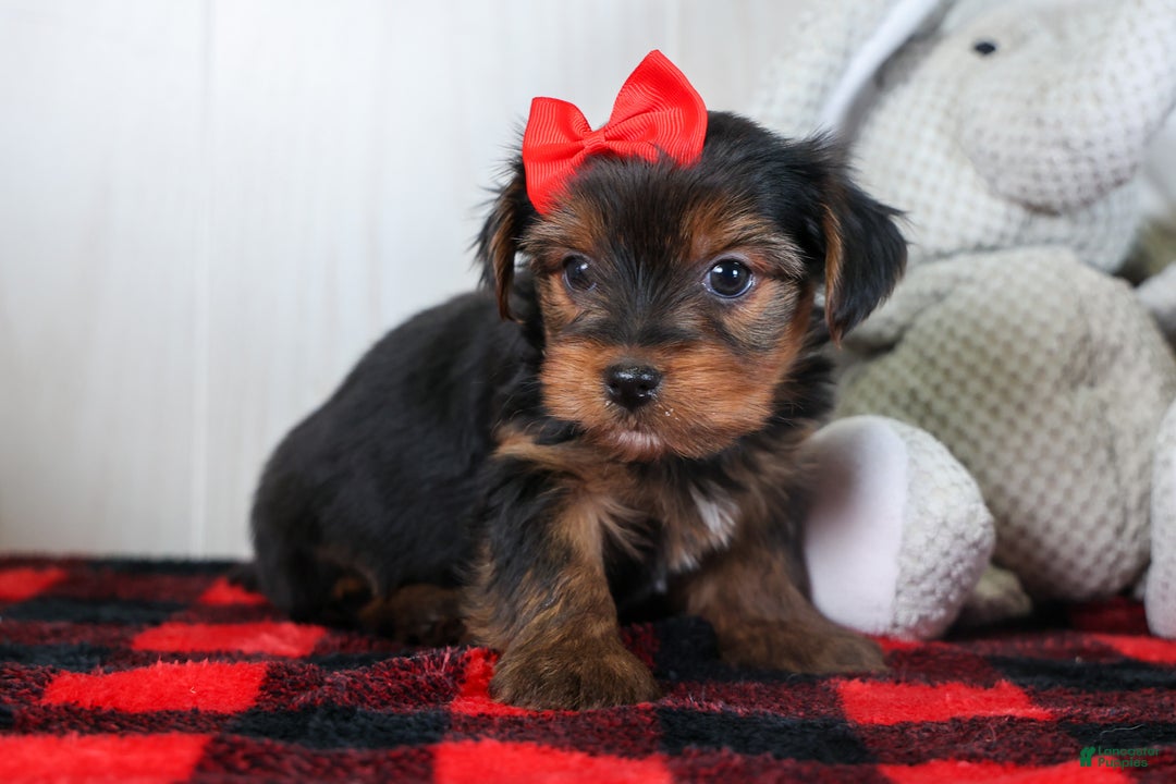 Yorkshire Terrier dogs for sale: CODY - Ad 13