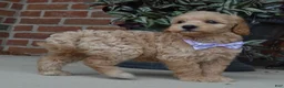 Mini Goldendoodle dogs for sale: Mini Ginger - Ad 21