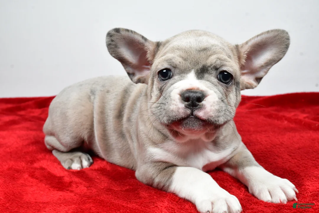 Frenchton dogs for sale: Willow  - Ad 1