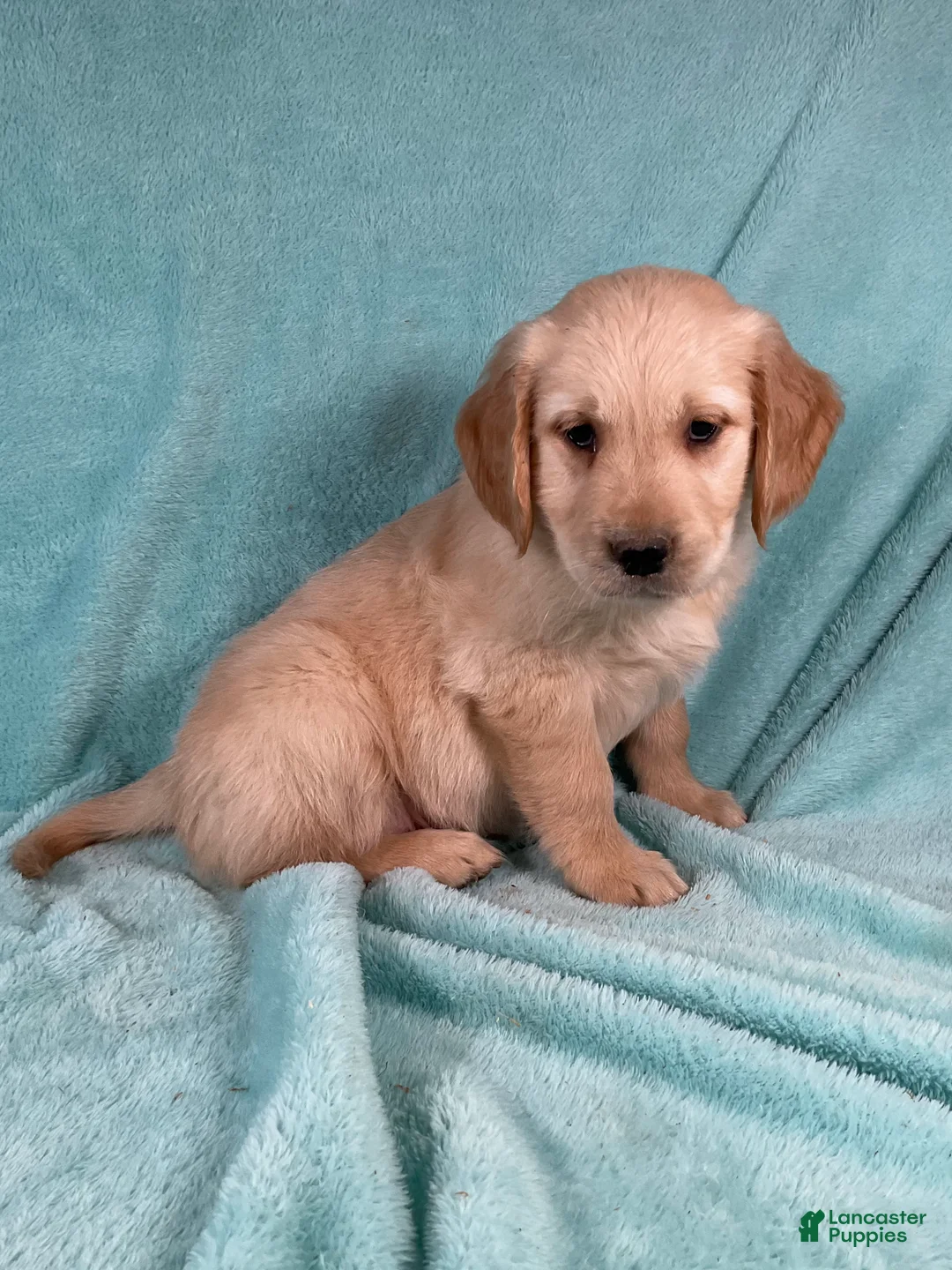 Golden Retriever dogs for sale: Cody - Ad 2