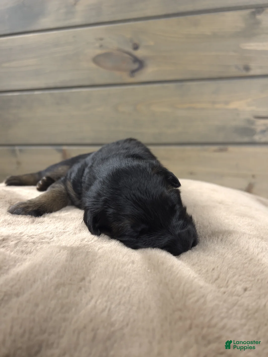 German Shepherd dogs for sale: Capri - Ad 9