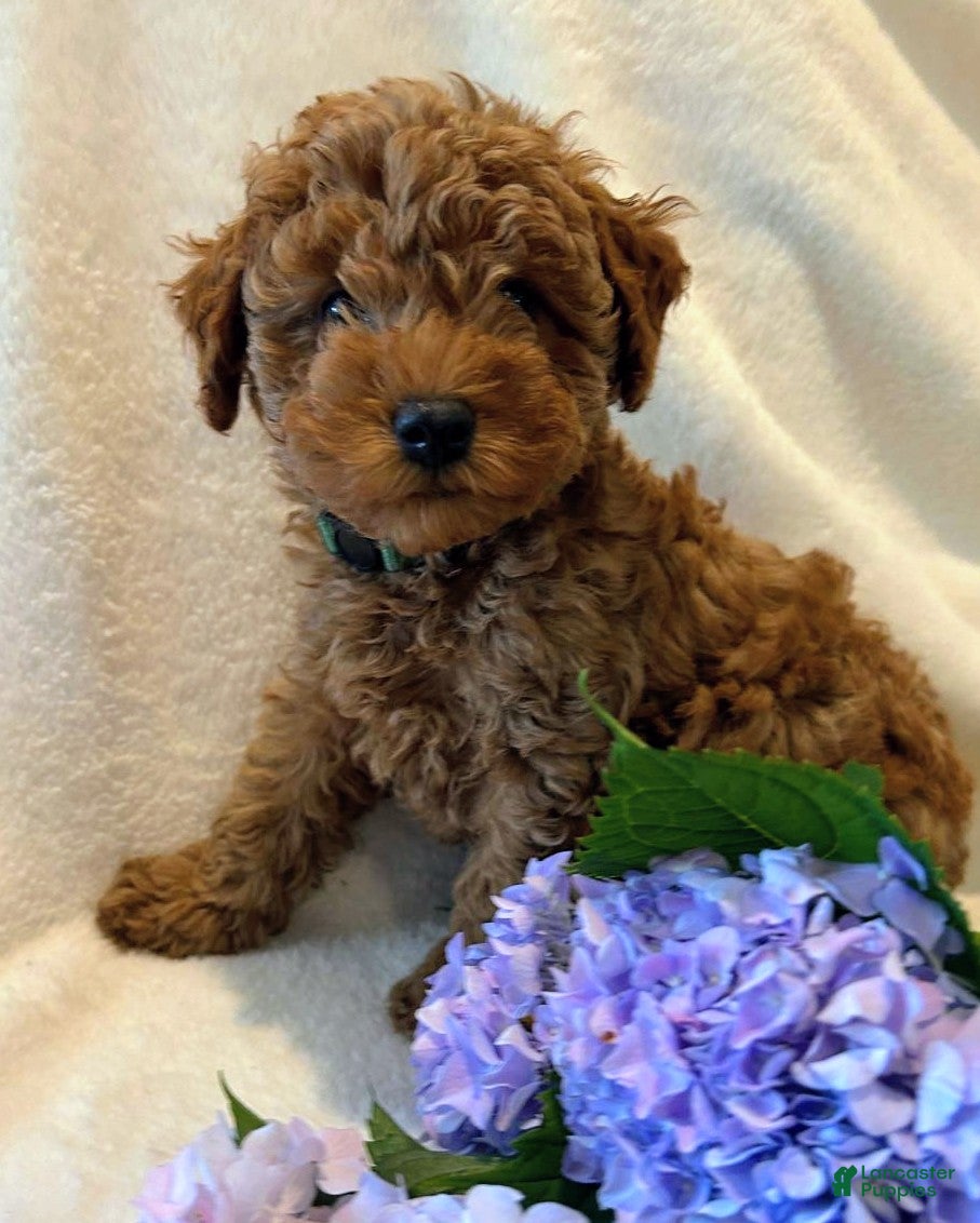 Miniature Poodle dogs Ricky - Ad 1