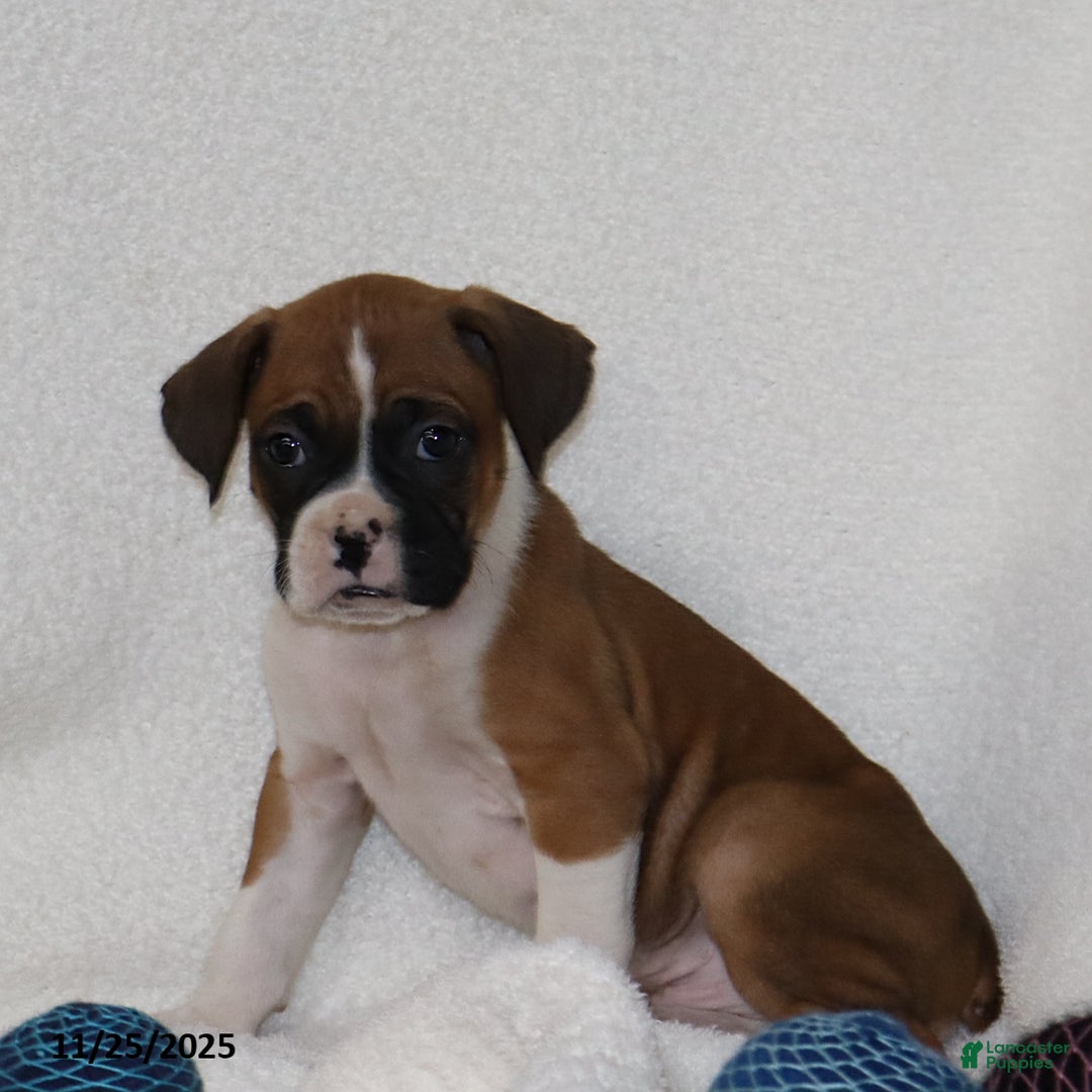 Mixed Breed dogs for sale: Louie - Ad 6