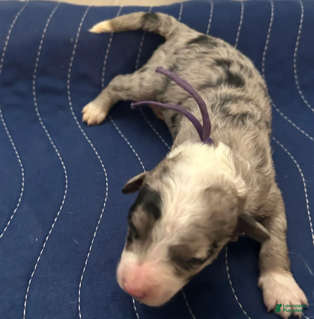 Sheepadoodle dogs for sale: Penny - Ad 2