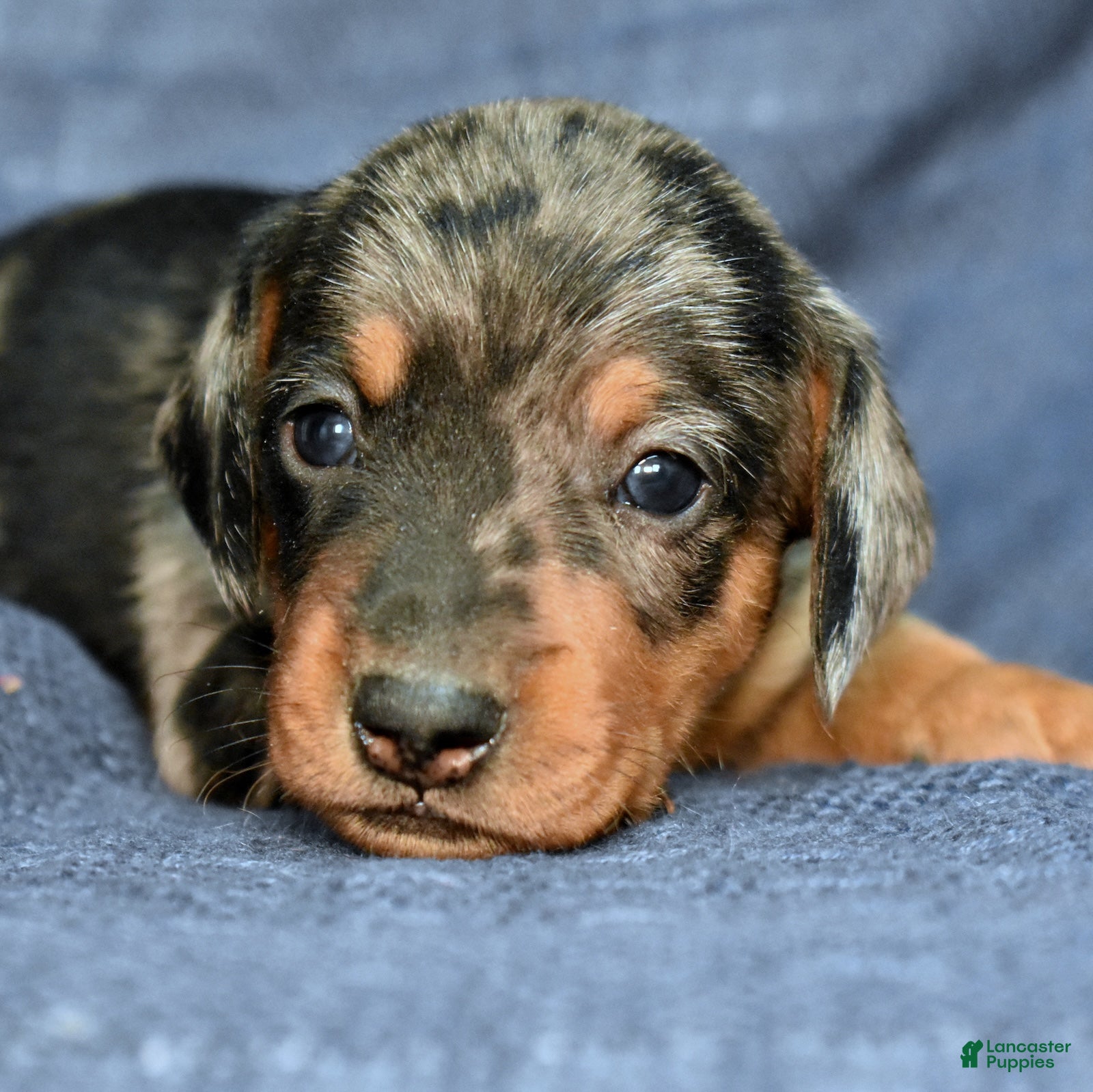 Miniature Dachshund dogs Espresso  - Ad 1