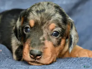 Miniature Dachshund dogs for sale: Espresso - Ad 3